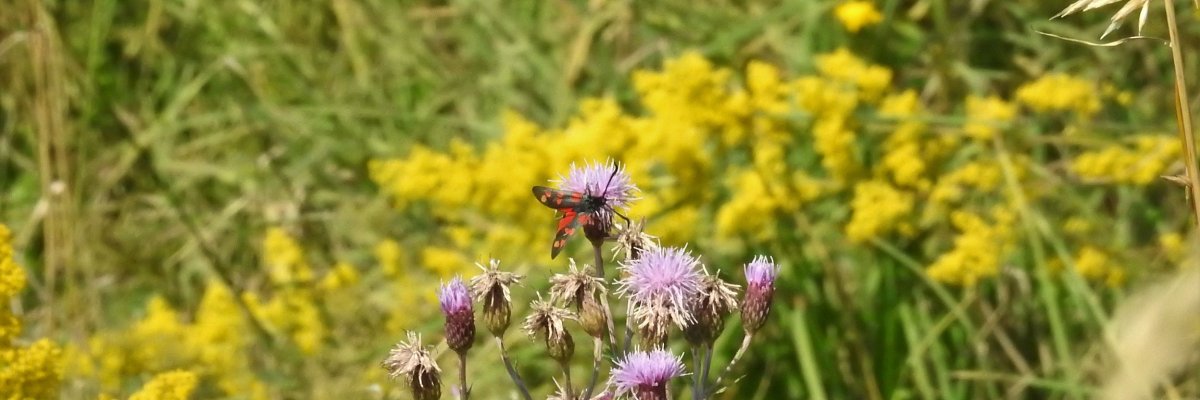 Falter auf Disteln und gelben Blumen im Hintergrund