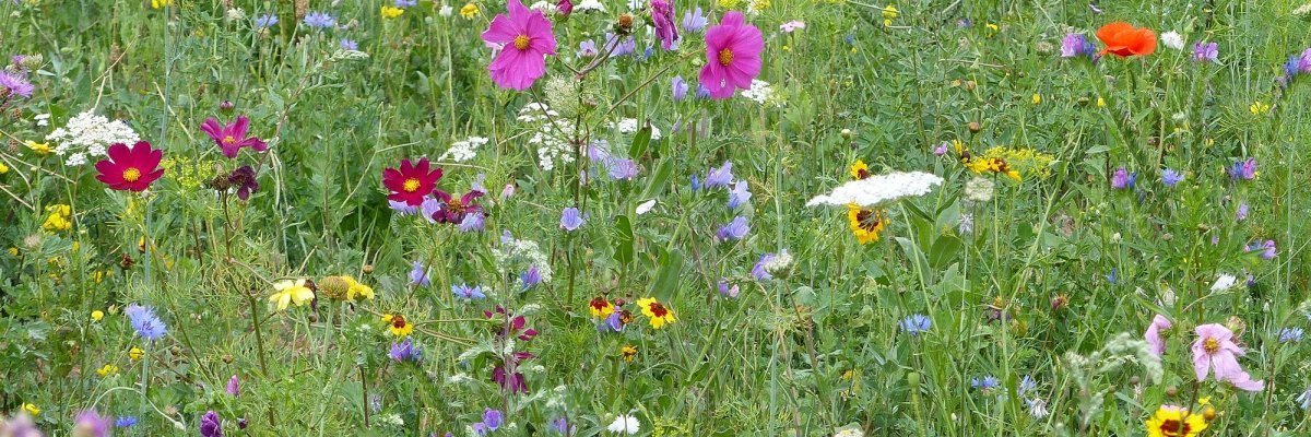 Blumenwiese
