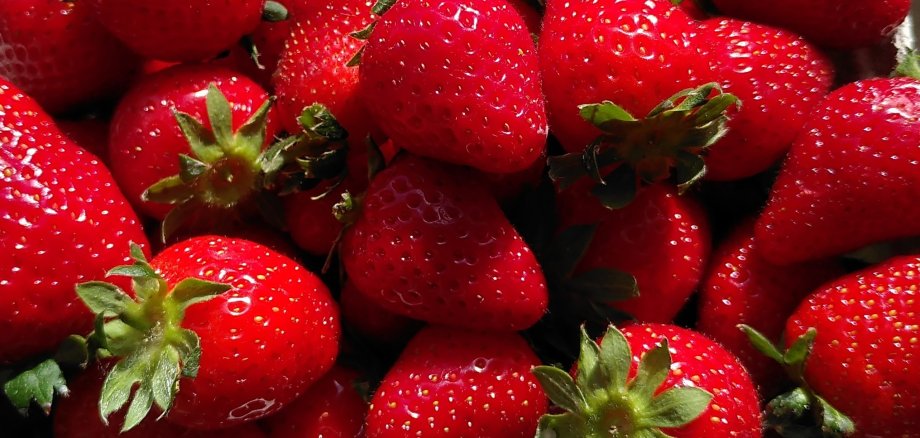 Erdbeere_8