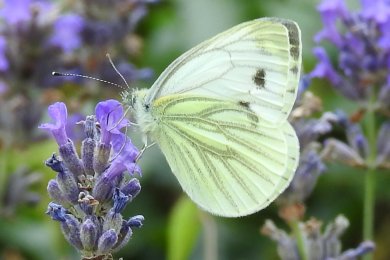 Kohlweißling an Lavendel
