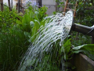 vordere Öffnung einer Gießkanne aus der Wasser kommt
