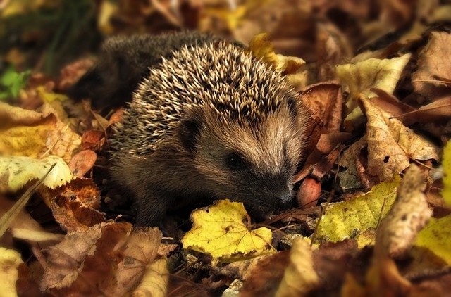 Igel in gelbem Herbstlaub
