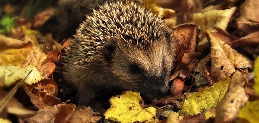 Igel in gelbem Herbstlaub