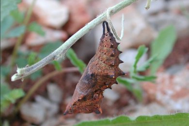 Raupe in Kokon an einem Ast