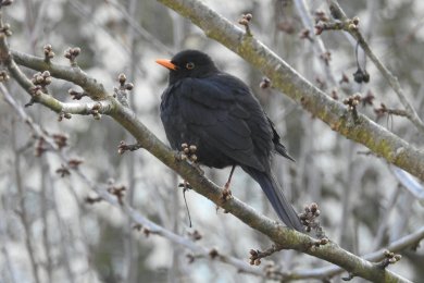 Vogel auf einem Ast im Winter