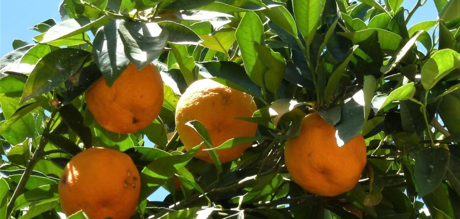 Orangen an einem Baum