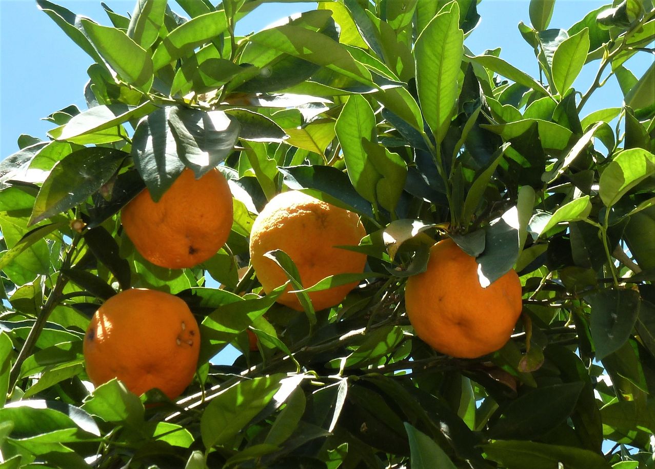 Orangen an einem Baum