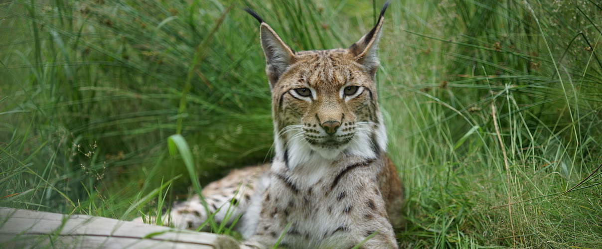 Luchs Luchs